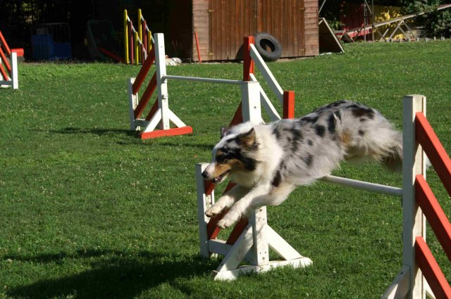 agility 2011-08